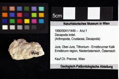 Foto (Objket + Etiketten) von Goniodromites sp. 